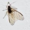 Myzus sp.